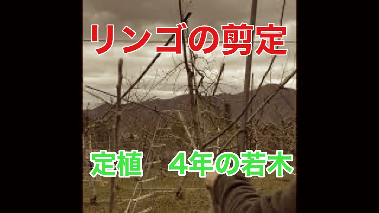 リンゴの剪定　定植4年目の若木