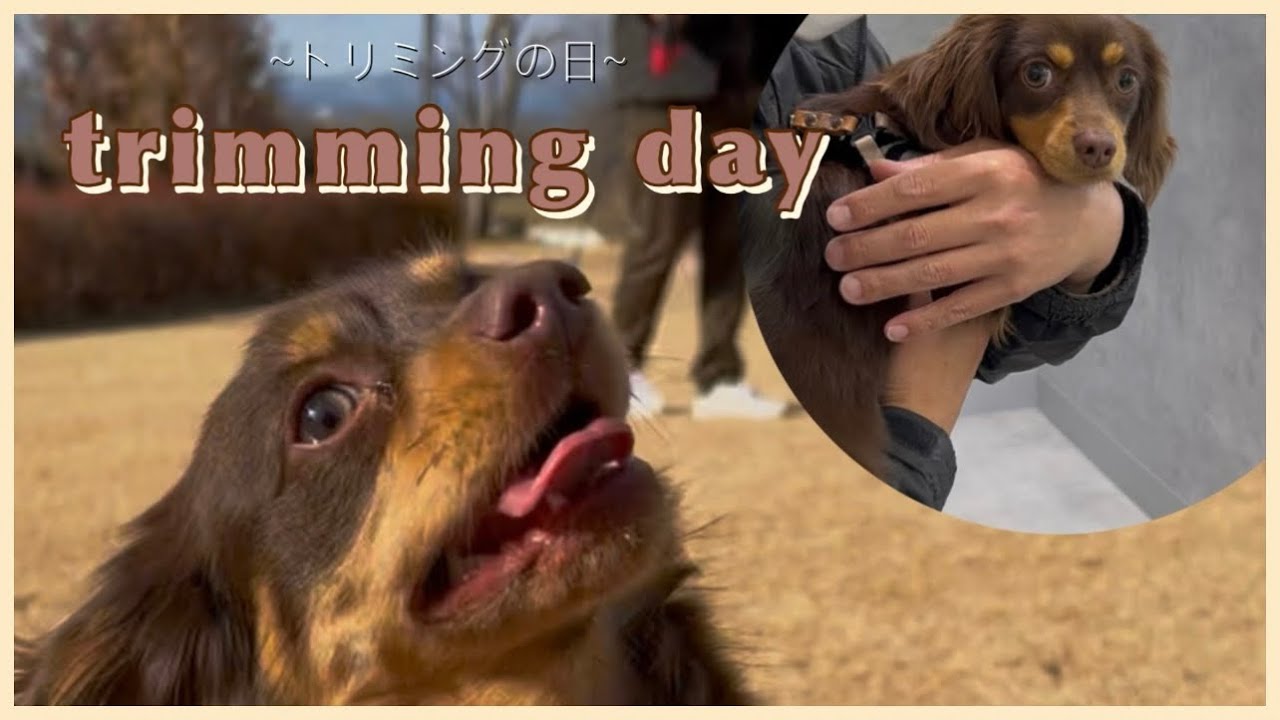 【vlog】トリミング＆公園の日✂️🌳