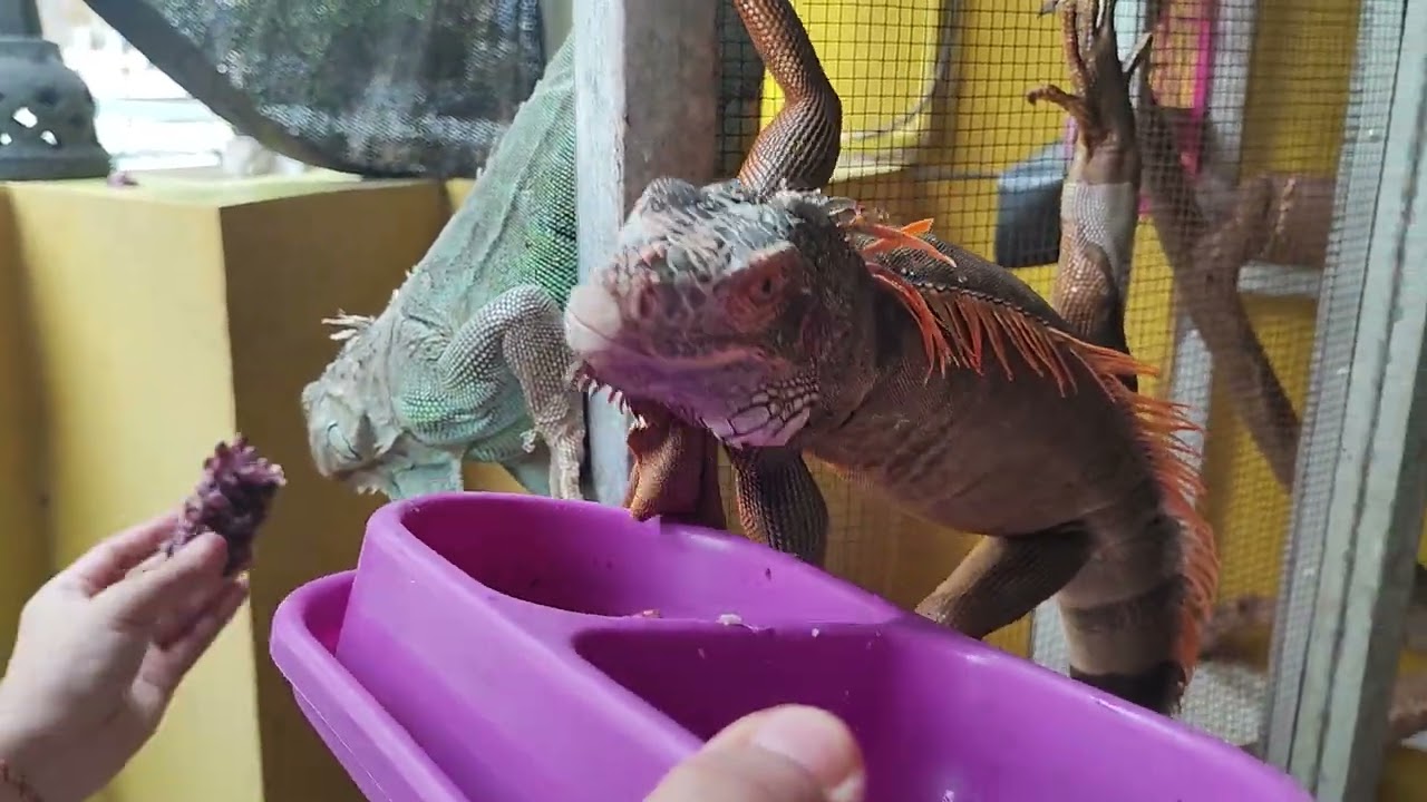 Jagung Ketan Kukus (Jagung Thailand) 