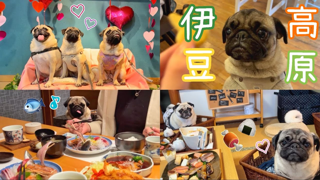 【伊豆高原】わんこと3泊4日🐶ペット可のおすすめご飯屋さん🐟わんわんパラダイス🏨🐾#パグ #わんこ #犬のいる暮らし #鼻ぺちゃ #pug #animal #dog #燻製 #海鮮