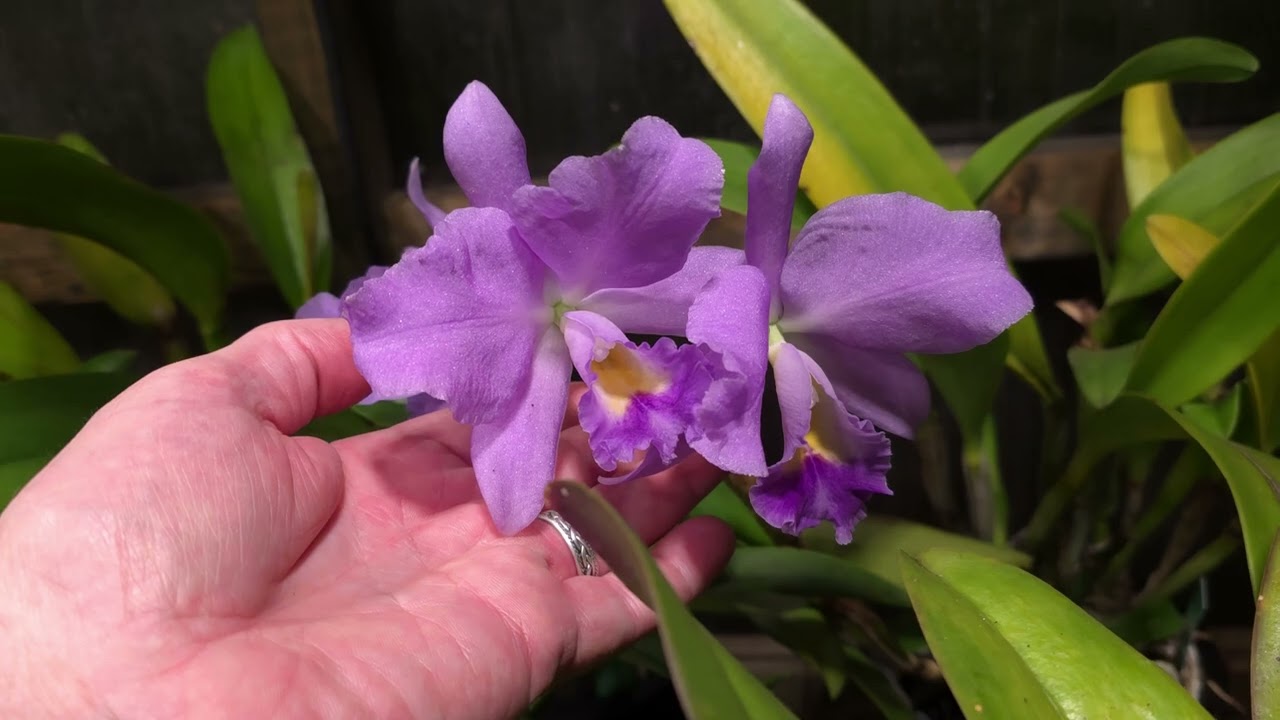#Cattleya Blue Grotto x Blue Boy 