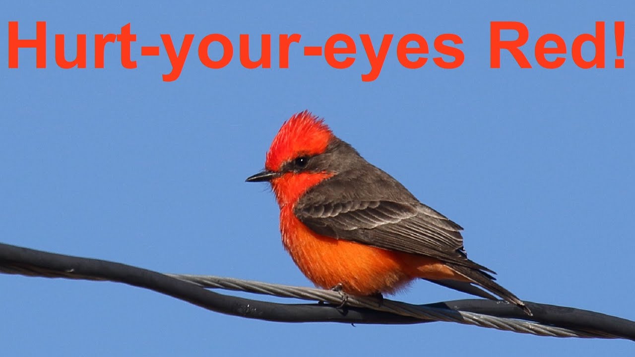 Ruby Fire-Head: The Vermilion Flycatcher