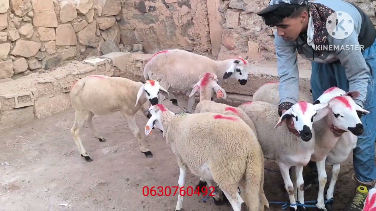 سلام عليكم خوت نهركوما مبروك  نشركوا معكم  هد خيرا27/10/2025
