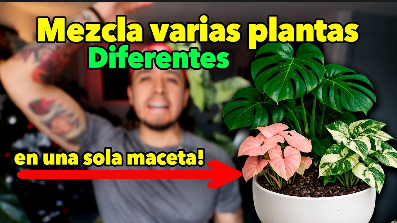 Mezclar plantas diferentes en una sola maceta
