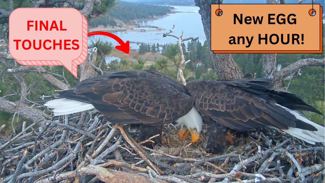 THIS IS IT! Jackie & Shadow's Final Nest Visit - EGG LAYING IMMINENT!