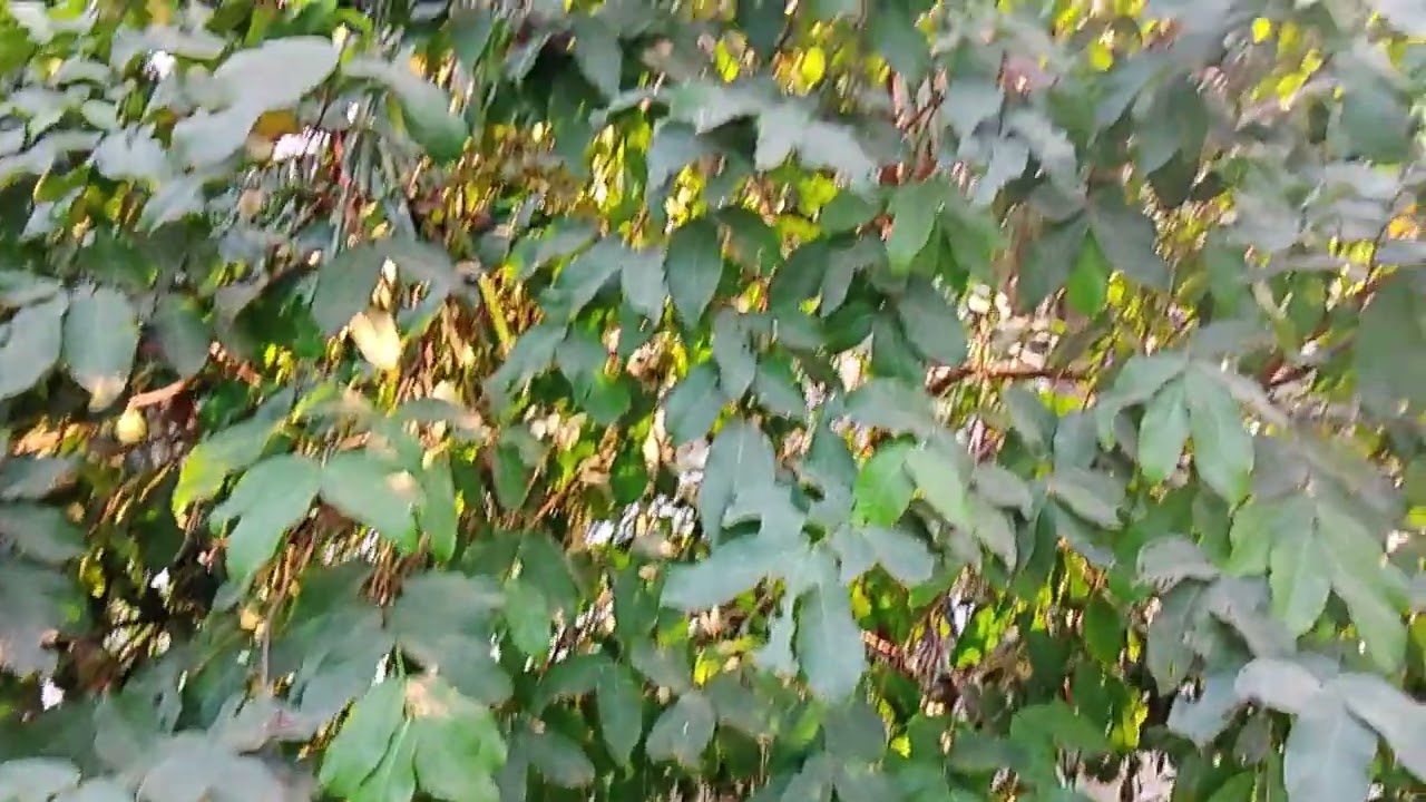 মন  মাতানো সুগন্ধের আমের মুকুল 😍❤️