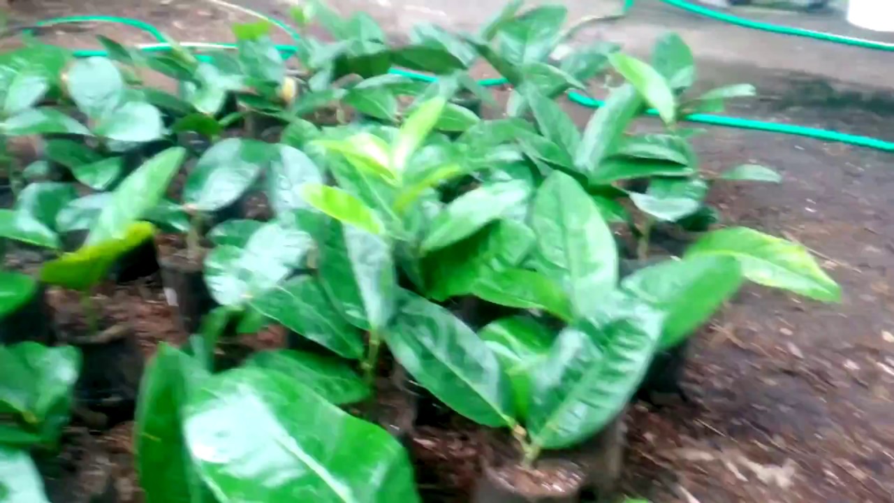 Лимон Киевский крупноплодный, Мейра, Павловский и др...