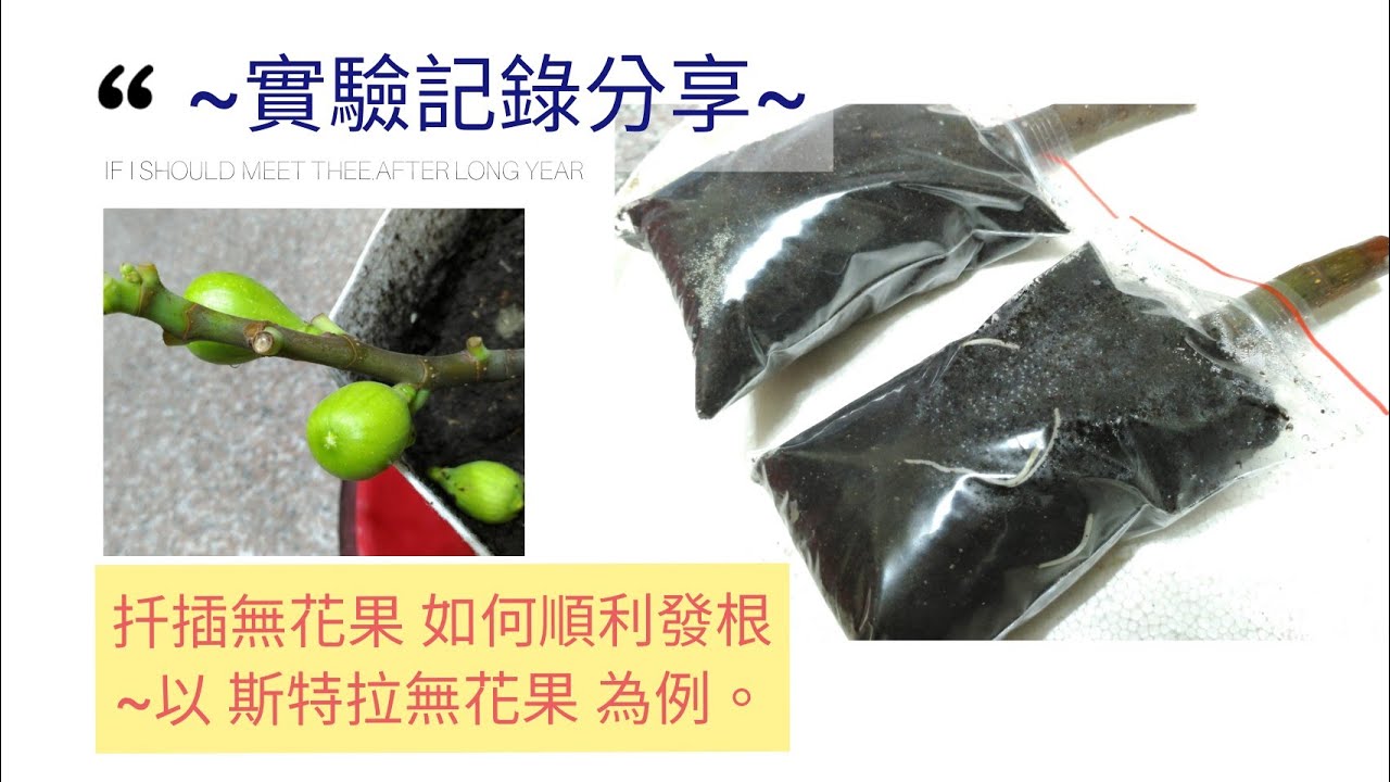 「扦插無花果」如何順利發根？實驗進度 即刻分享。