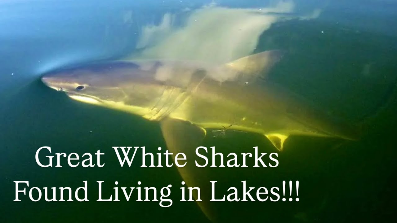 Why Are Big Sharks Invading Small Lakes?