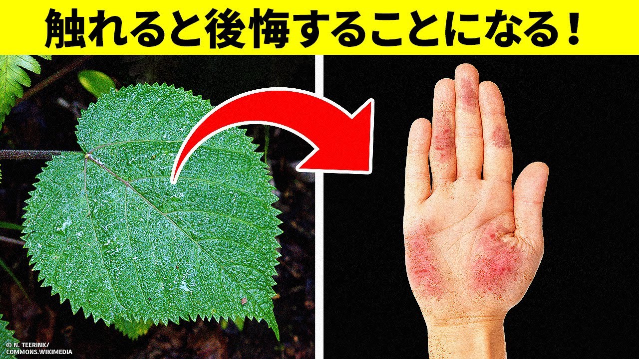触れるだけで炎症が数年間続く毒性の植物とは？！