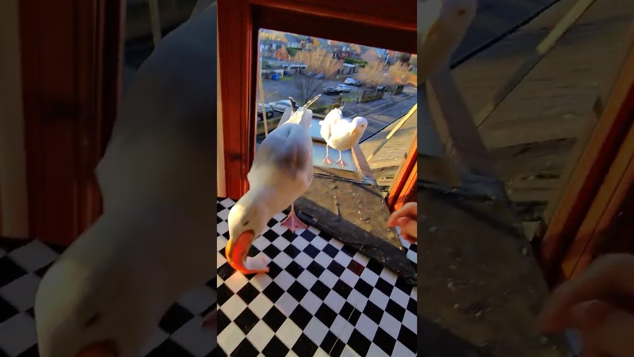 My Pet Seagulls Got Into A Salmon Scrap!