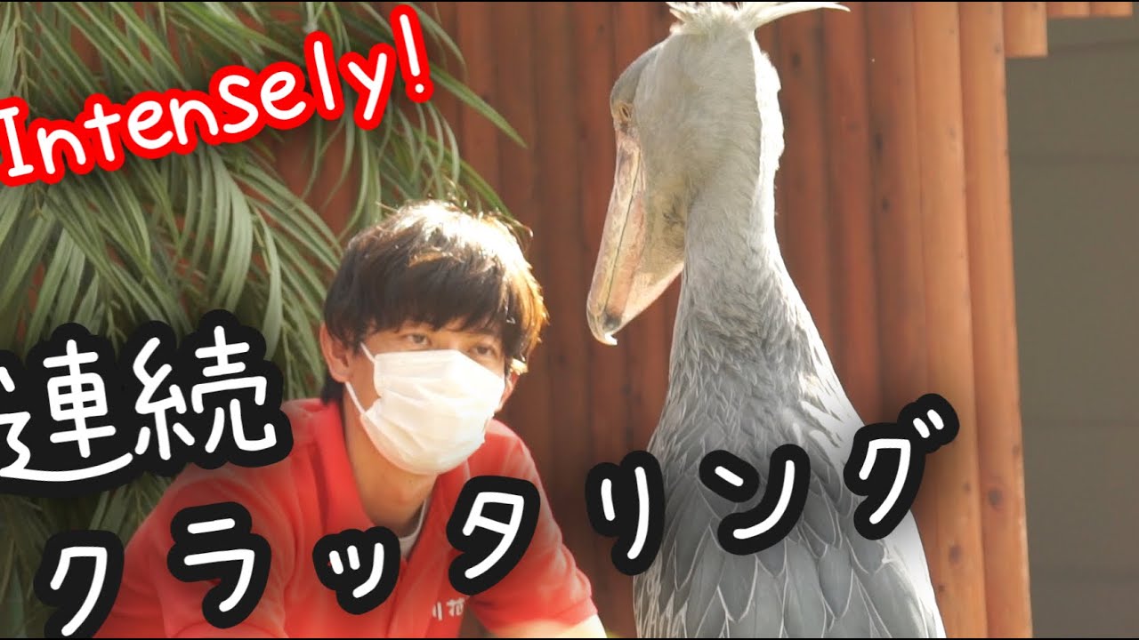 掛川花鳥園ハシビロコウのふたば Shoebill Futaba with English subtitles連続クラッタリングintense clattering