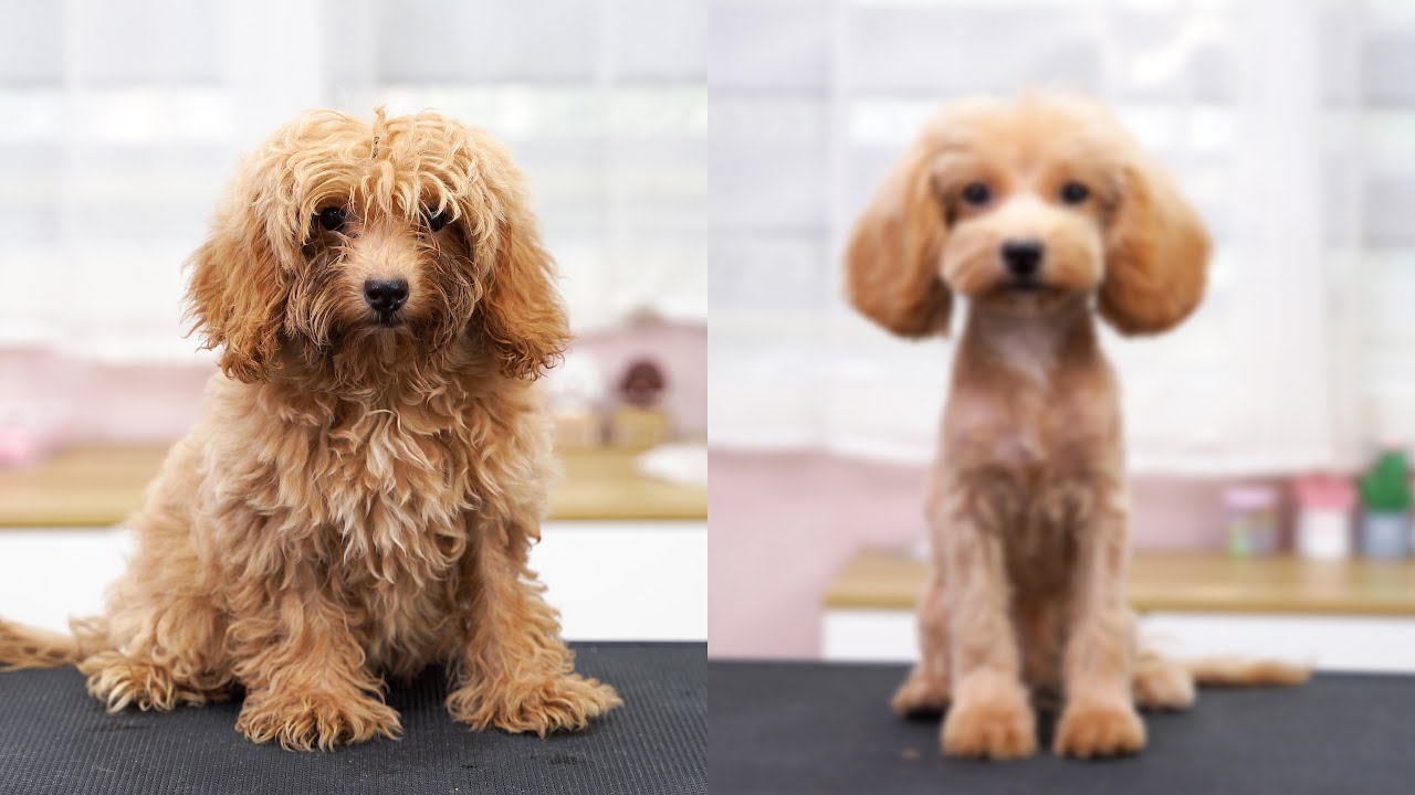 💖给流浪狗免费做美容💖 ‖  Stray Dogs Grooming ‖ pet groomer ‖ 寵物美容