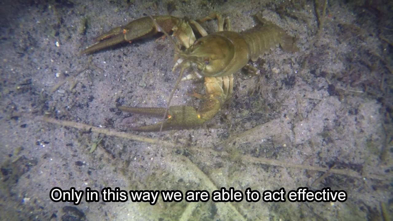 Crayfish story / WINNER OF THE 2017 CCB VIDEO CONTEST
