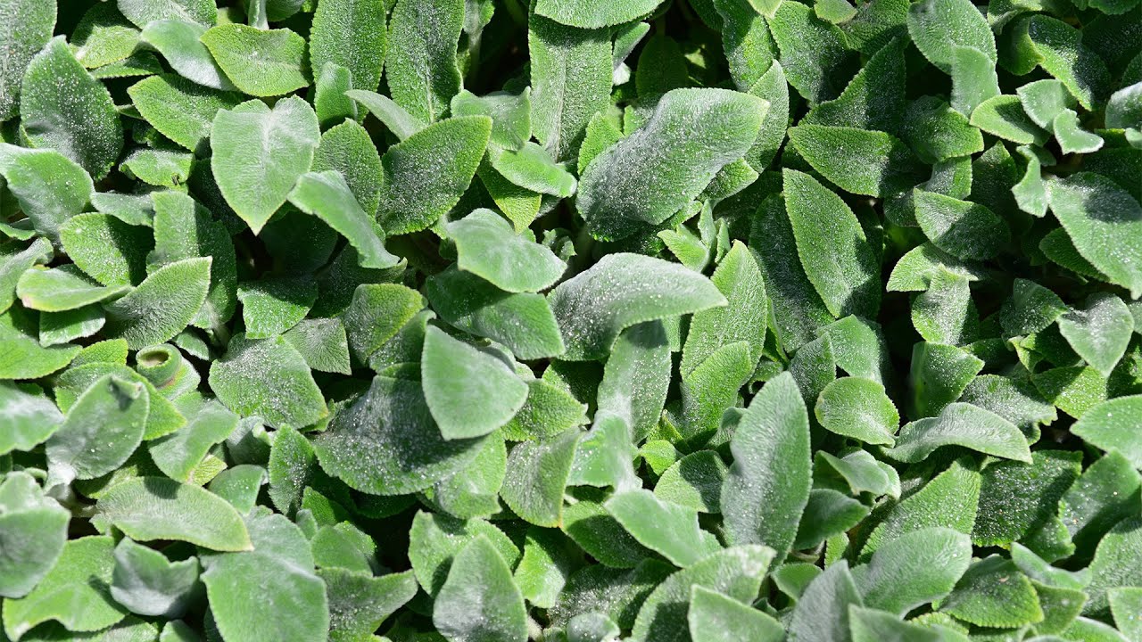 Lamb's Ear (Stachys byzantina ‘Silver Carpet’)