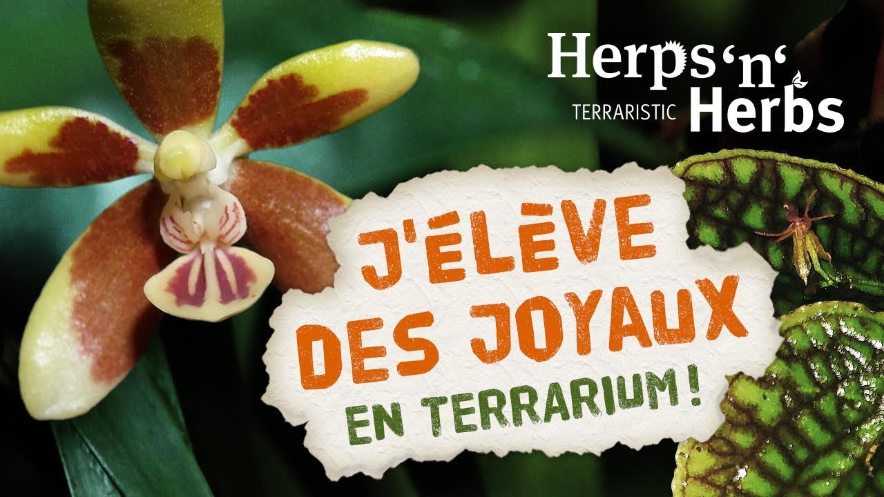 Orchidées miniatures en terra! Entretien, matériel, les espèces faciles et plein d'astuces :-)