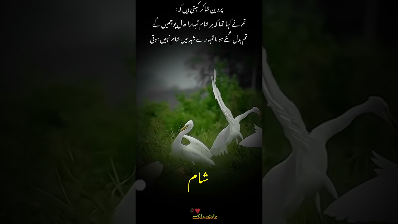 Har Sham 🥺 #song #urdulines #sadurdugazal #ekshayari #urdudeeplines #urdudeeplines