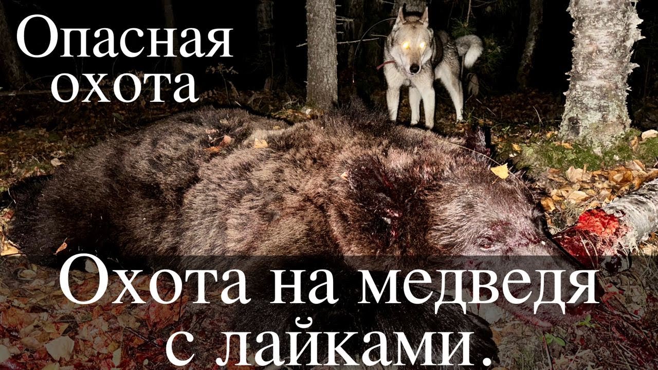 Опасная охота на медведя с лайками, могла стоить жизни.