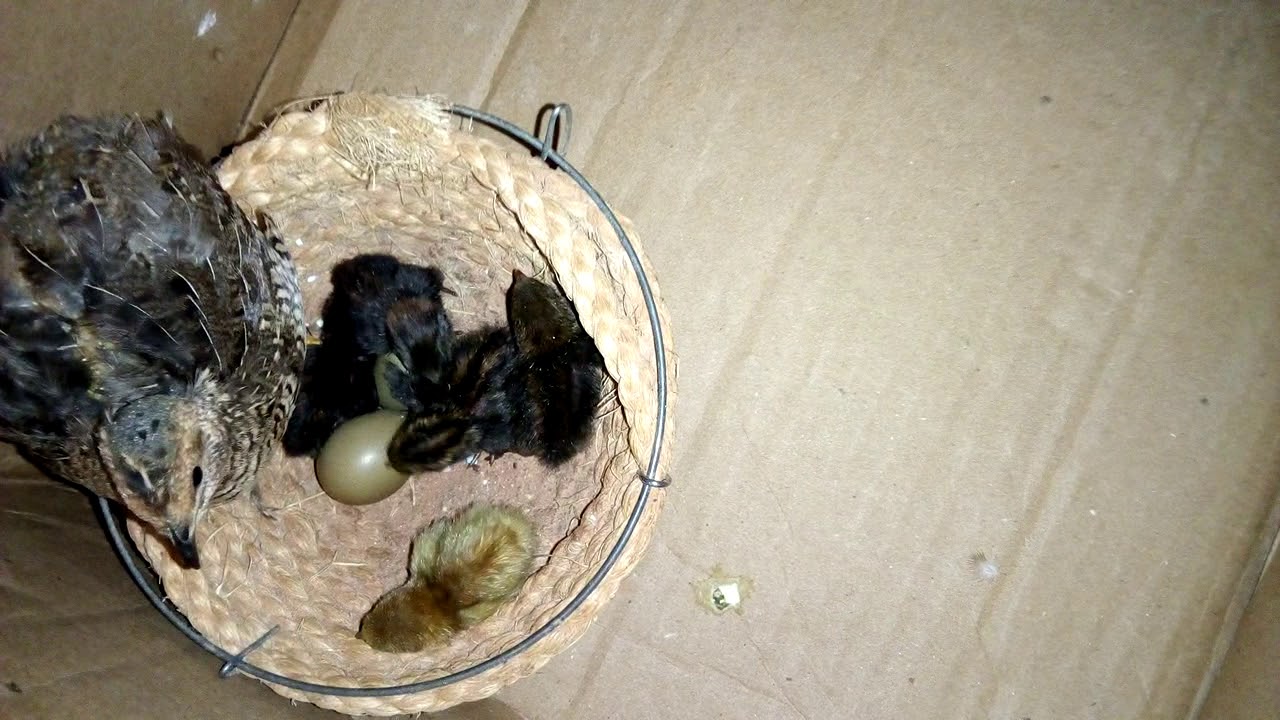 Codorna chinesa com filhotes