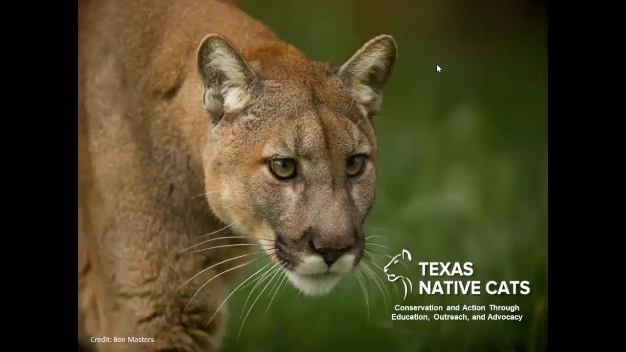 Advanced Training - Texas Native Cats