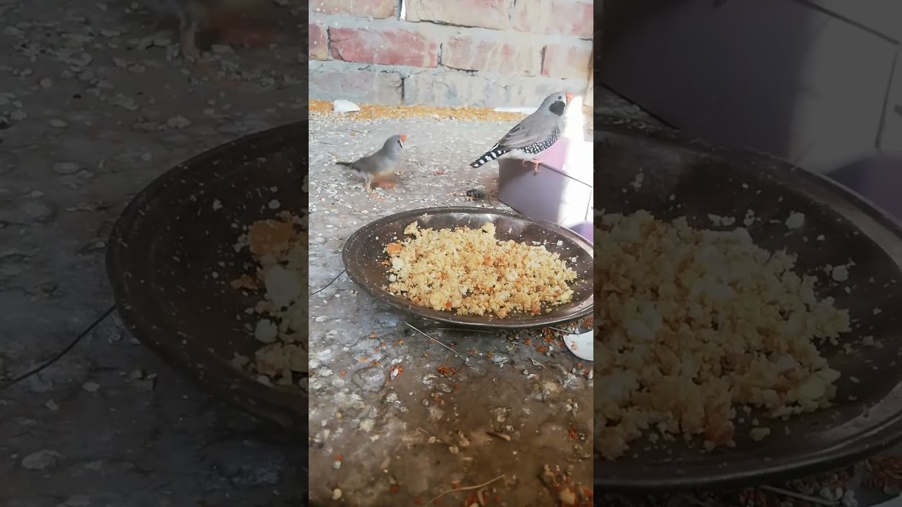 zebra Finch enjoy egg food