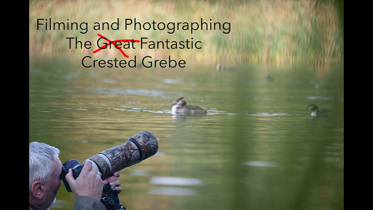 UK Nature and Wildlife Photography. Great Crested Grebe