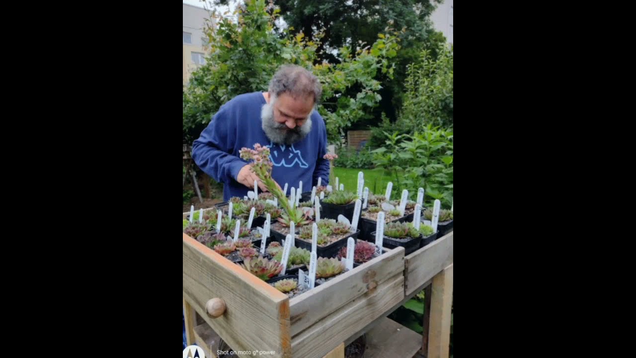 THE MAN BEHIND THIS AMAZING SEMPERVIVUM PLANT IN OUR GARDEN