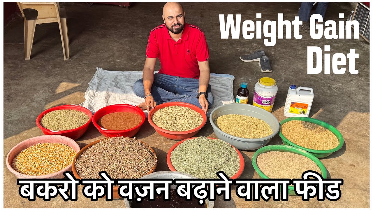 Goat Feed For Weight Gain by YAGF Yateen’s Agro & Goat Farm Mahapoli