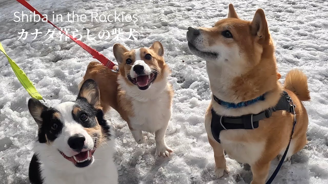 やんちゃなコーギーの子犬に圧倒されてたじたじになる柴犬｜4K｜Shiba Inu walking with energetic welsh corgi puppies
