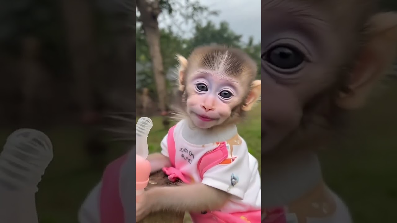 monyet comel monyet lucu