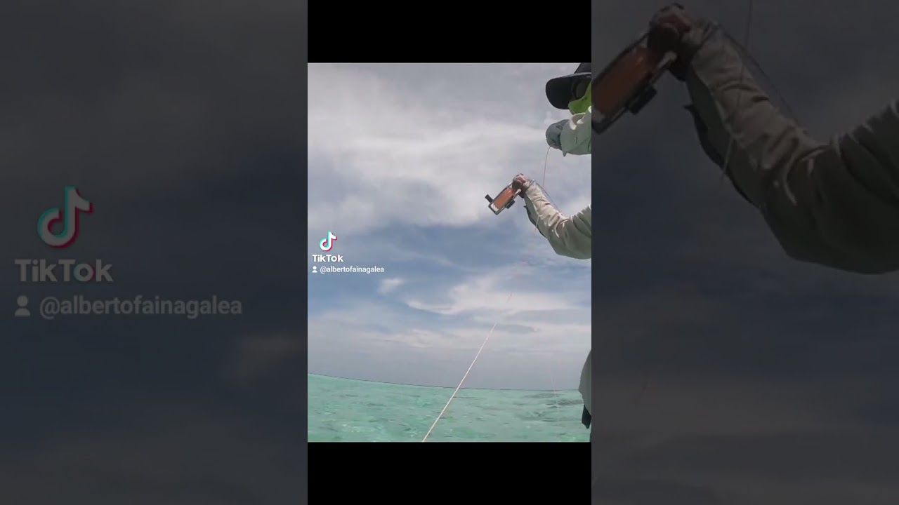 Fly fishing for #gt #geet #fishing #pescaamosca #flyfishing #saltwaterfishtank  #saltwaterfishing