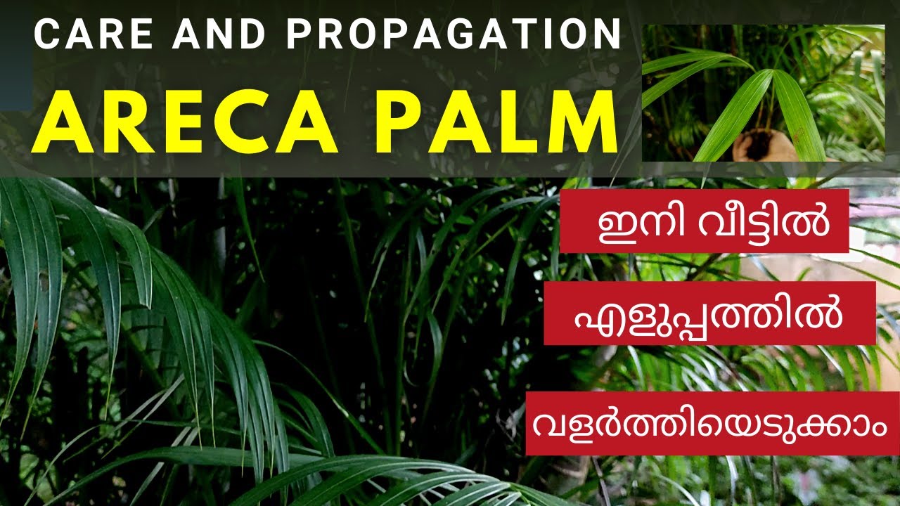 Areca Palm Plant Care & Propagation | Areca Palm Malayalam ഇനി വീട്ടിൽ എളുപ്പത്തിൽ വളർത്തിയെടുക്കാം