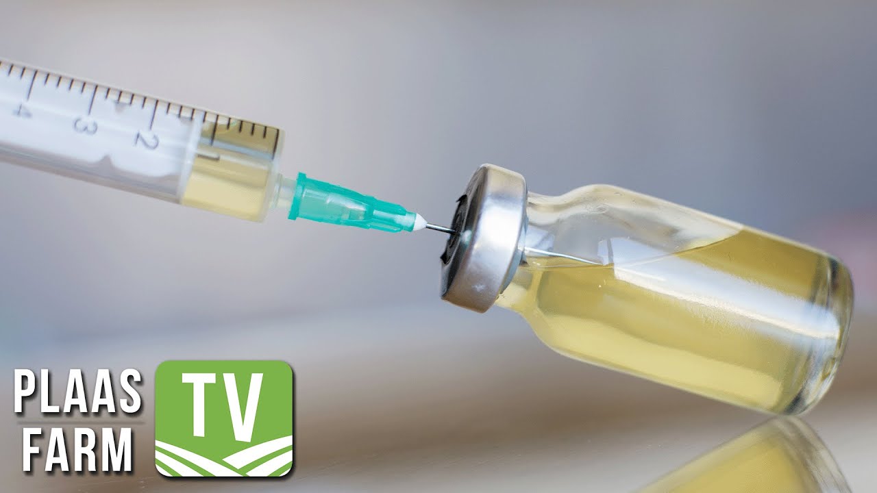 Vaccine handling principles - Part 2: During vaccination