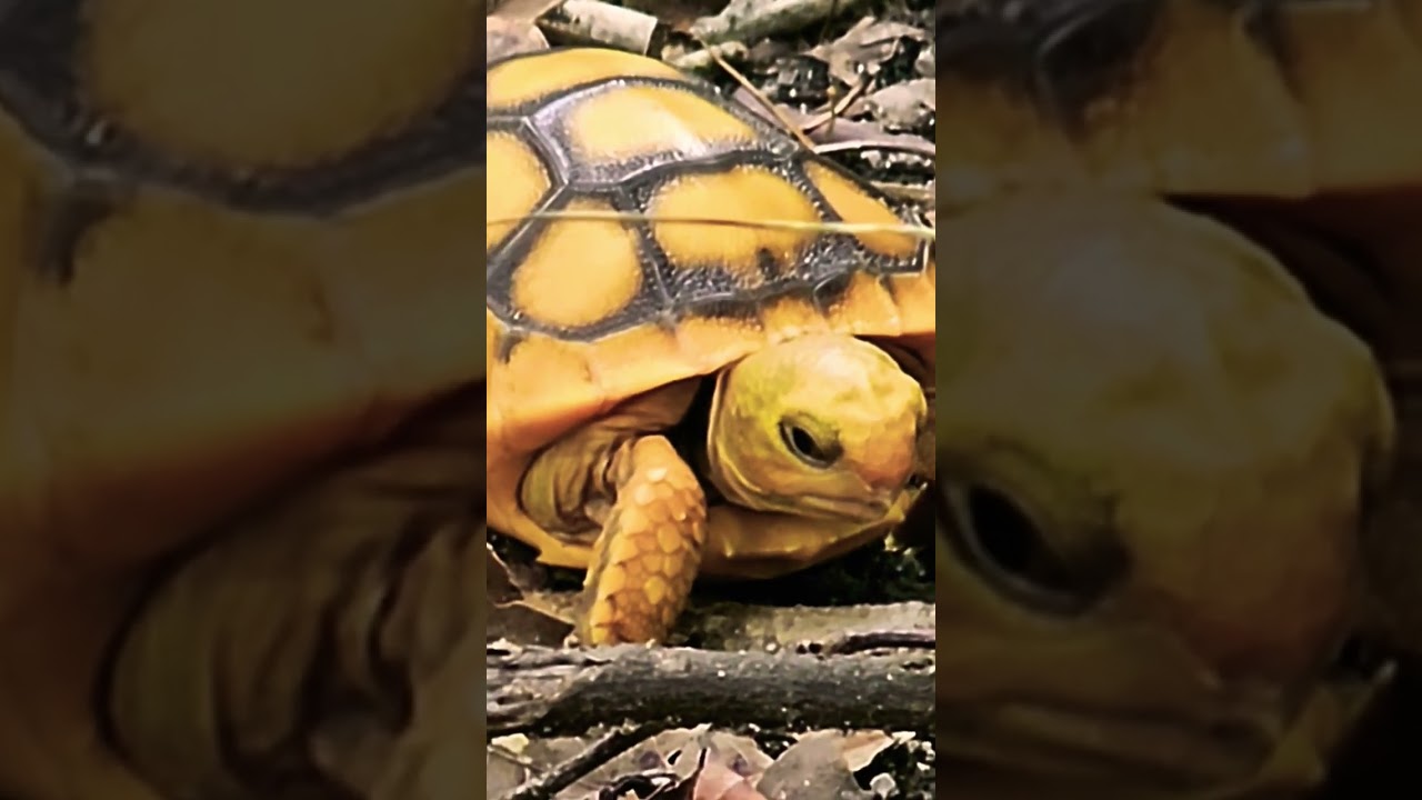 🐌ꔛ⁻ ̀̀̀̀̀⍁๛⃝🐢𒁷▭⥂᠄⃟⃞    ｡ﾟ⨍⨍•⨻ ̀̀̀̀̀┈୨♡ ̀̀̀̀̀୧┈⨻ ̀̀̀̀̀• ⨍ ̀̀̀̀̀⨍ ̀̀̀̀̀｡ﾟ᠄⃟⃞⨺    ⥃๛⃝ ̀̀̀̀̀𒁷𓈙#͓̽ᶦᶰđĐ#𓅇𖤍