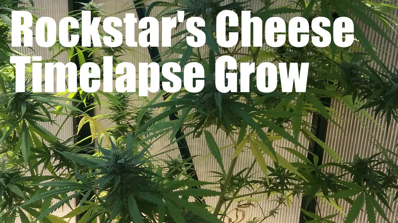 Outdoor Timelapse Grow From Seed to Harvest