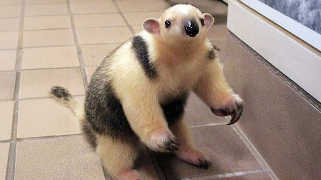 The Cutest Baby Animals You've Ever Seen 🤣 Funniest ANIMALS Video