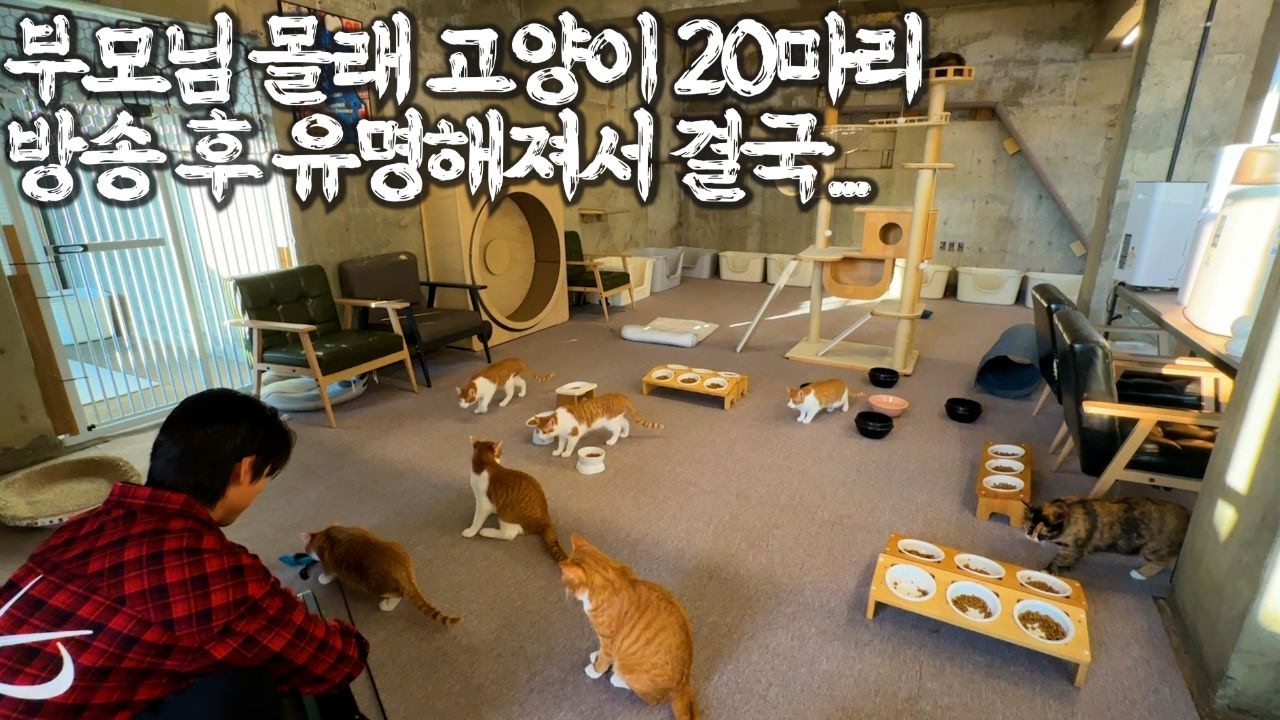 부모님 몰래 고양이 20마리 호텔 만든 금수저(?) 집사의 하루_ 2편