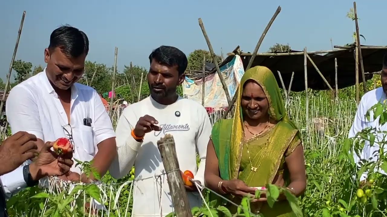 SCTवैदीक🍅टोमॅटो 35 गुंठ्यात 5.5 लाखांचे💰उत्पन्न॥पंचक्रोशीतील टोमॅटो अतीवृष्टीने अर्धमेले असताना‼️