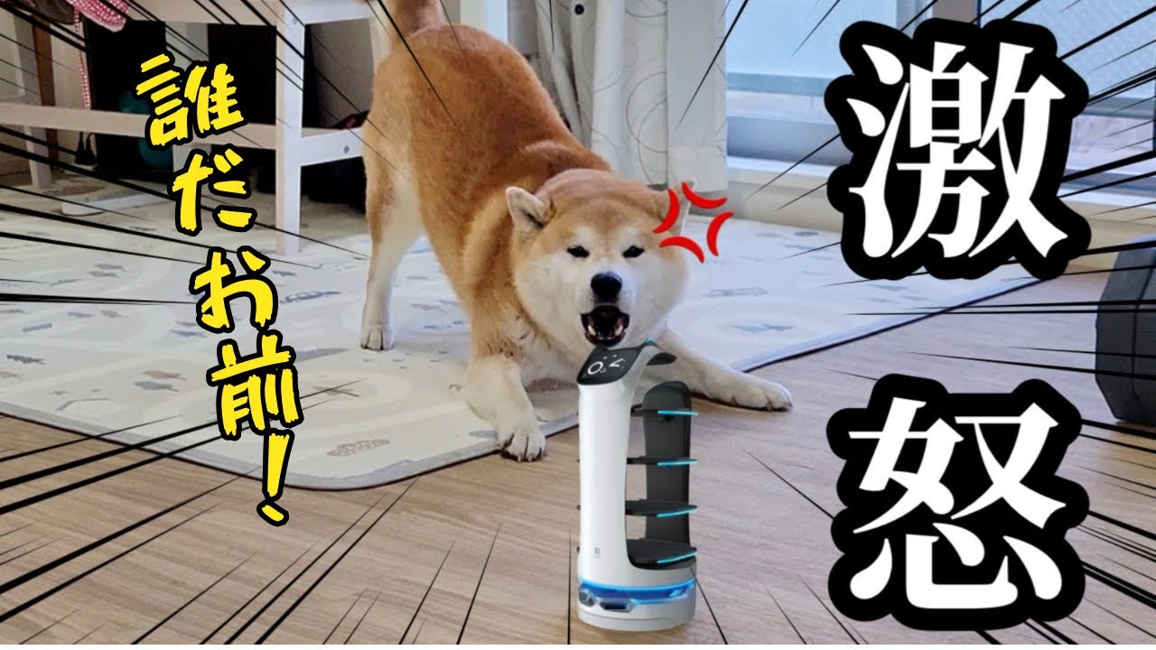 野良の配膳ロボットが我が家にやってきて、ブチギレて文句をいう柴犬【家庭用ネコ型配膳ロボット】