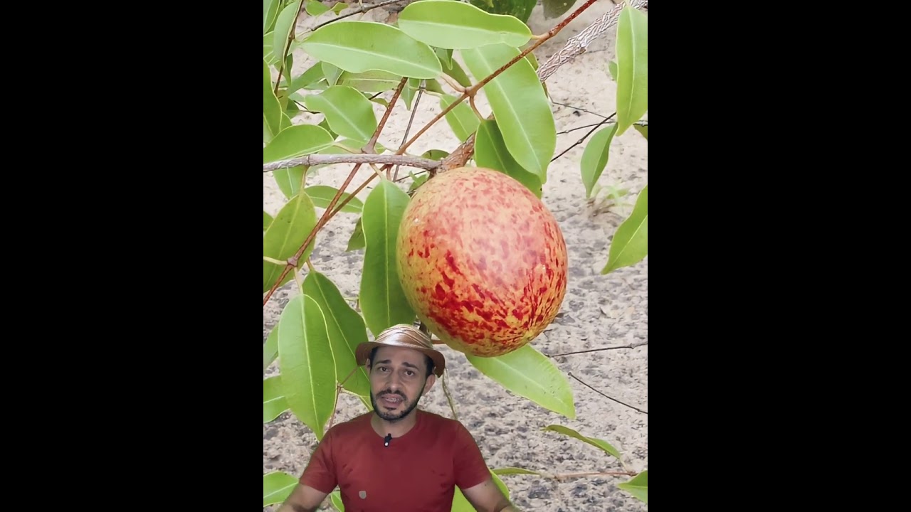 5 Frutas Nativas do Bioma da Caatinga Nordestina