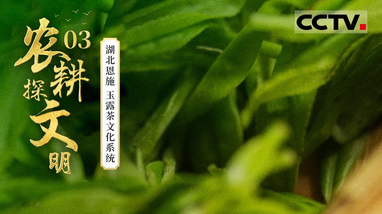 《2025农耕探文明》03 湖北恩施：一片茶园 一段千年传奇！感受茶与人、山与林、生活与自然的和谐共生&mdash;&mdash;玉露茶文化系统【CCTV纪录】