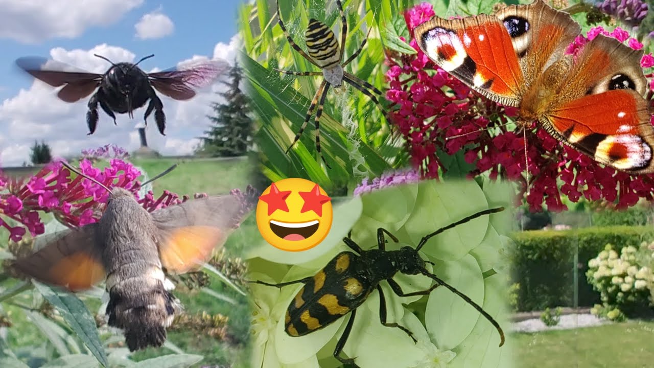 Co Piszczy w Sosnowieckiej Trawie⁉️🤔🌿🐝🐞🦋🪲🕷️Łowy z mojej Działki Lato 2025❗