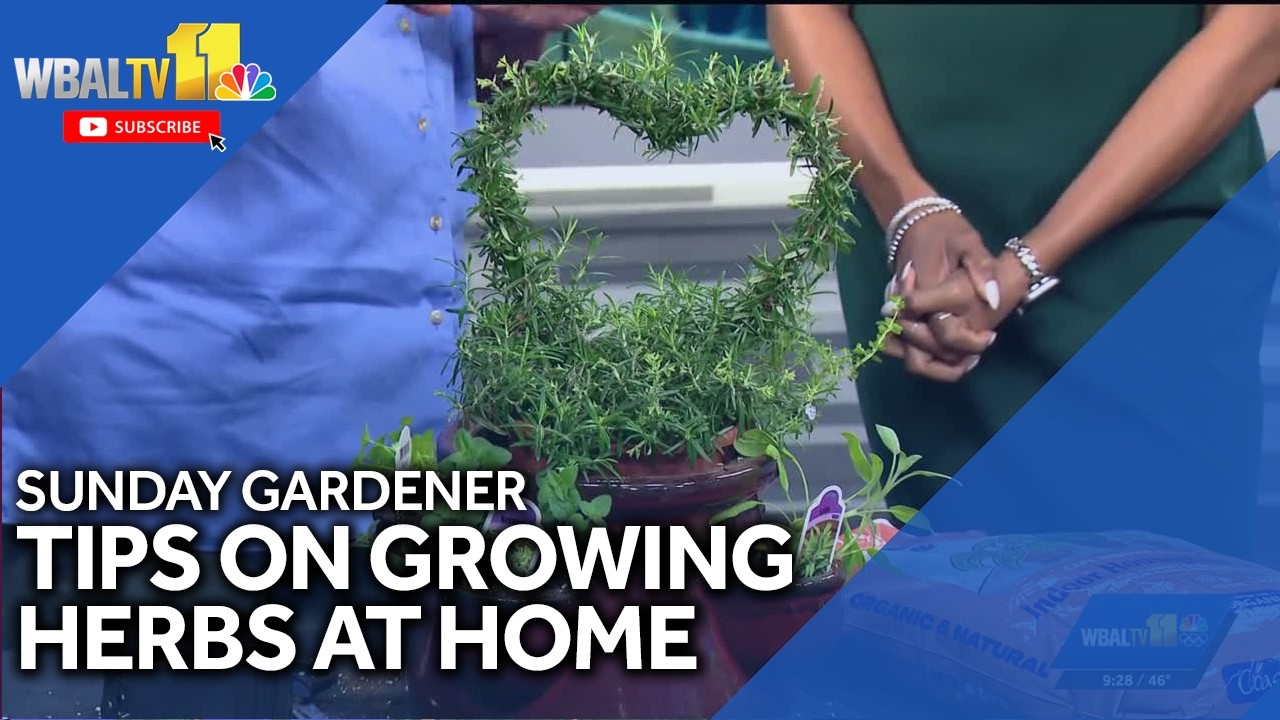 Sunday Gardener: Planting an herb garden at home