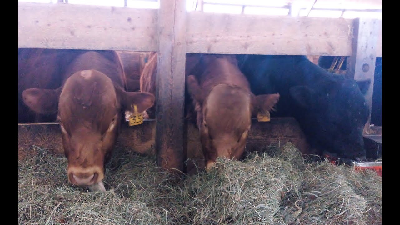 Breeding soundness evaluation of beef bulls **Credits also to Stephanie L Bourgon**