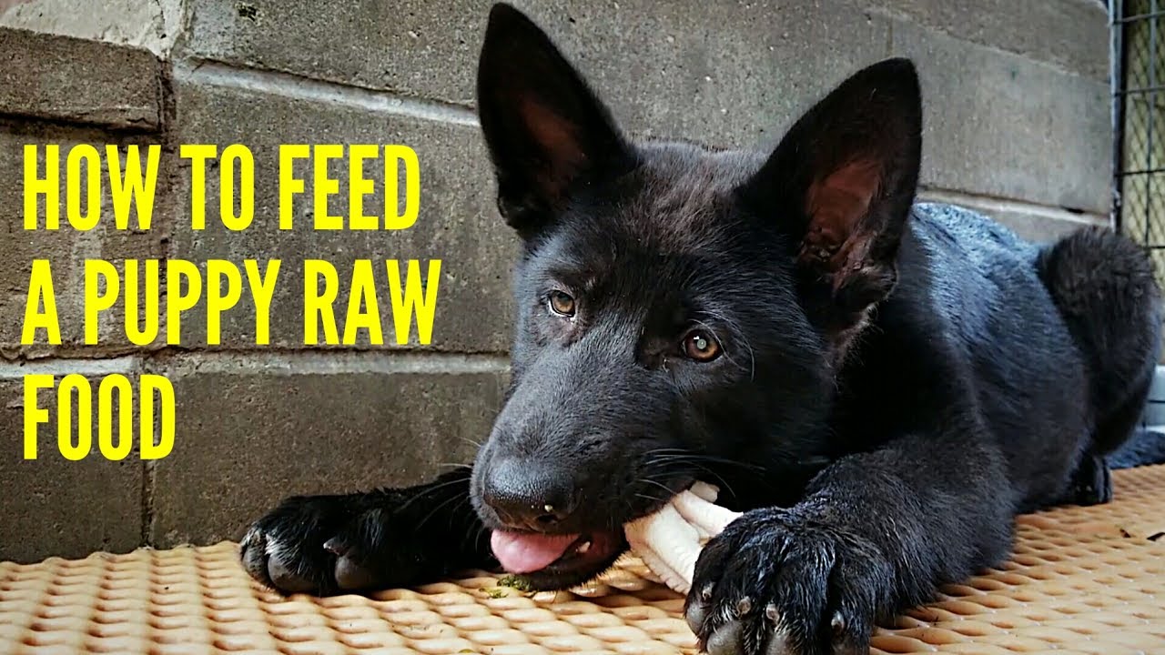 How To Feed A Puppy RAW Food