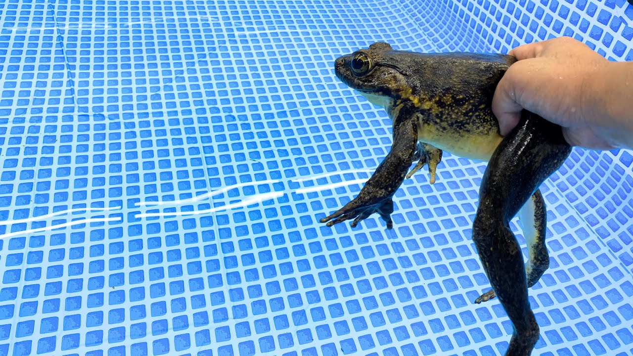 巨大プールにゴライアスガエルを放流