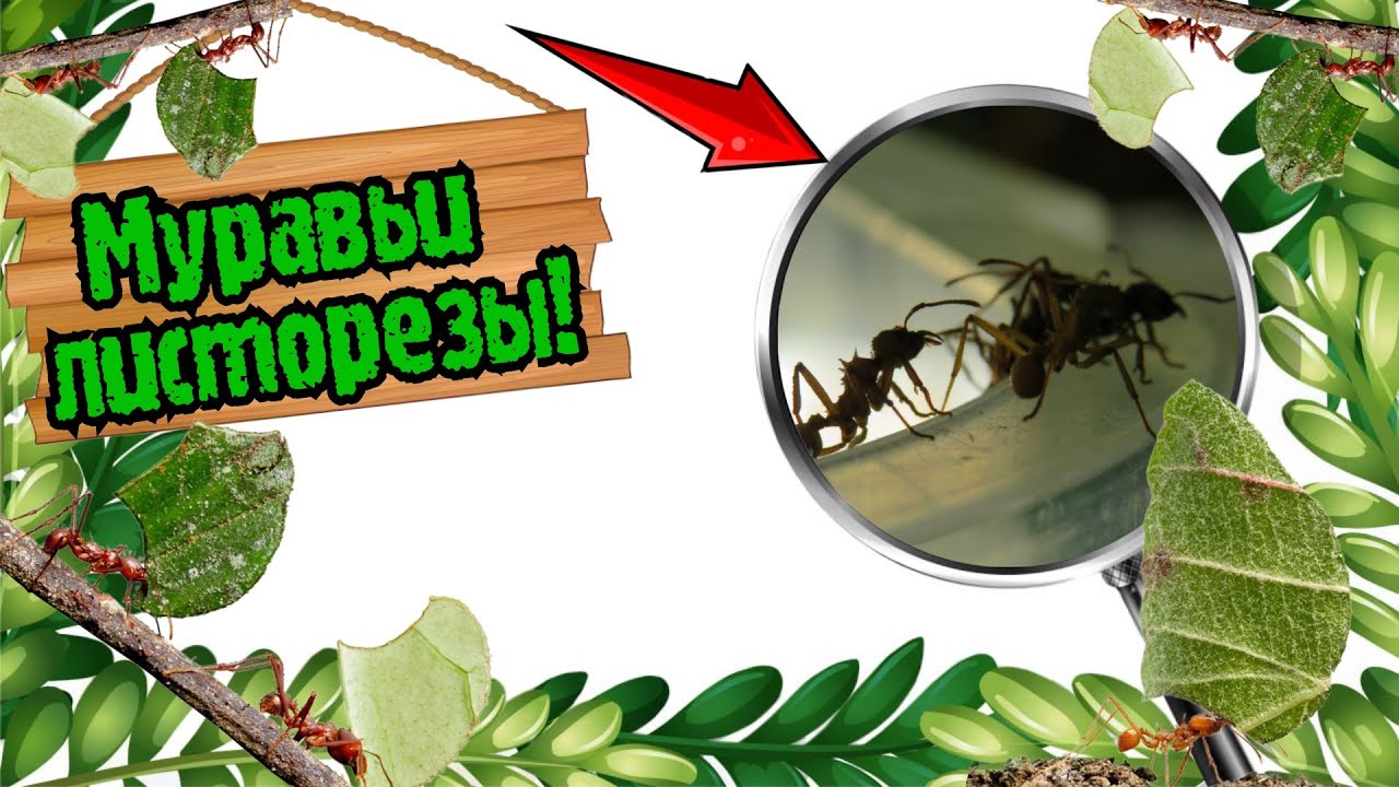 😱🌿ЭТИ МУРАВЬИ РЕЖУТ ЛИСТЬЯ И РАСТЯТ ГРИБ! Обзор муравьёв-листорезов acromyrmex octospinosus