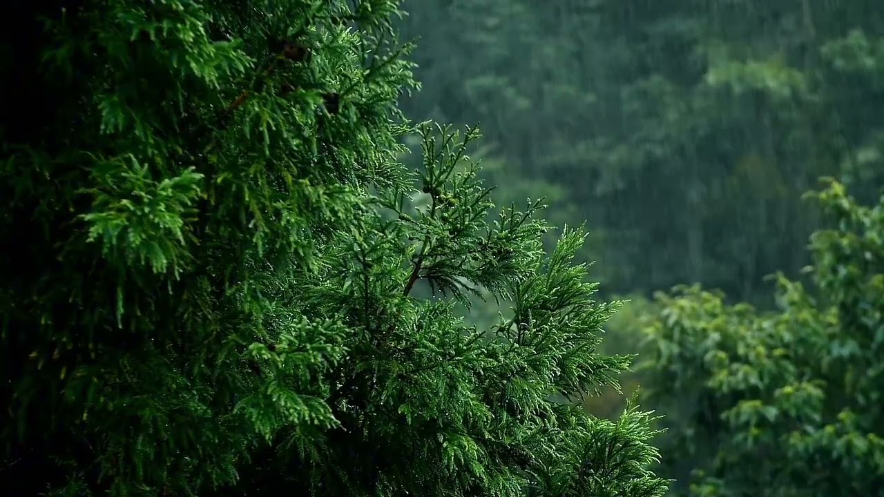 森の中で心地よい雨の音🌧深い眠りのためのASMR雨音