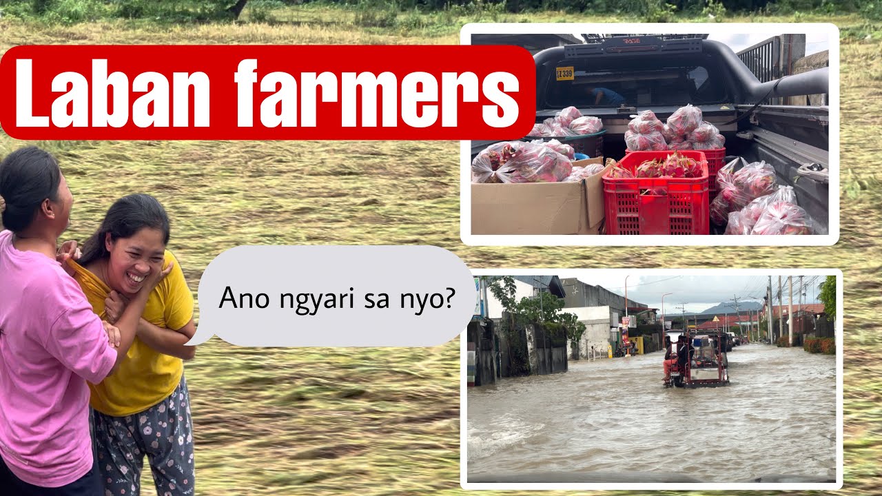 EP87 Dapa lahat ng palayan + nagtinda kami ng dragon fruit sa bayan
