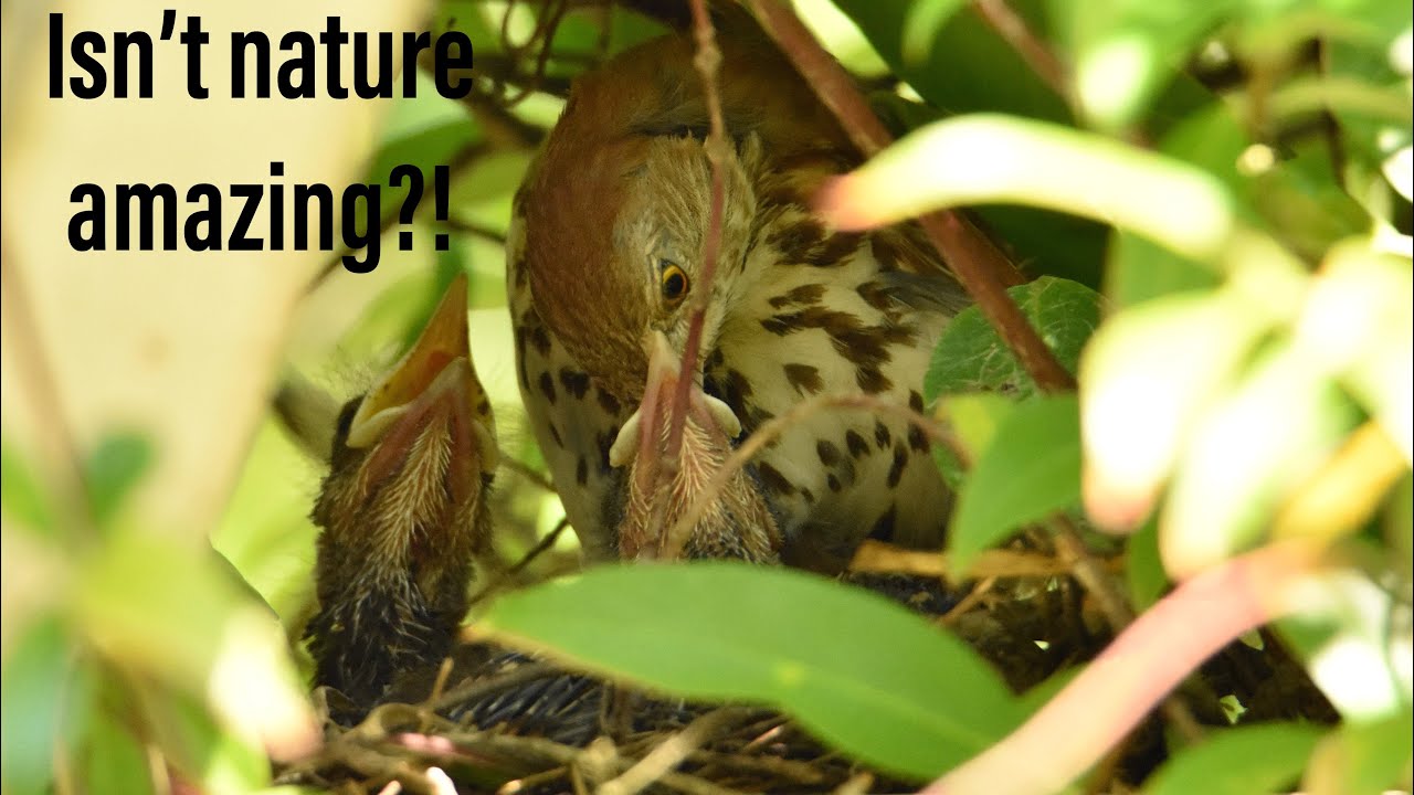 Brown Thrasher Family | Nature Documentary